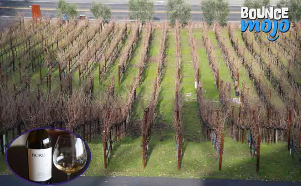 Candace Cameron Bure Vineyard Candace Cameron Bure Vineyard