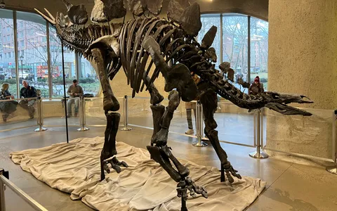 Apex, the Stegosaurus skeleton that sold for $44.6 million, mounted at the American Museum of Natural History in New York