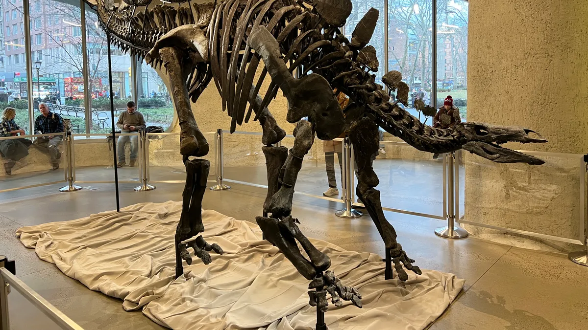 Apex, the Stegosaurus skeleton that sold for $44.6 million, mounted at the American Museum of Natural History in New York